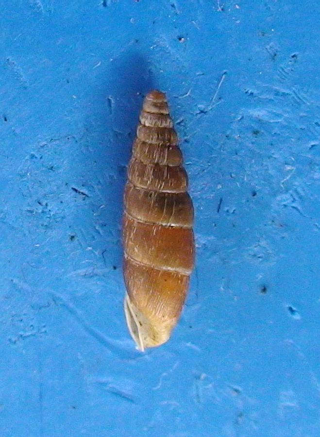 Clausilia (Andraea) dubia Draparnaud, 1805 - variet